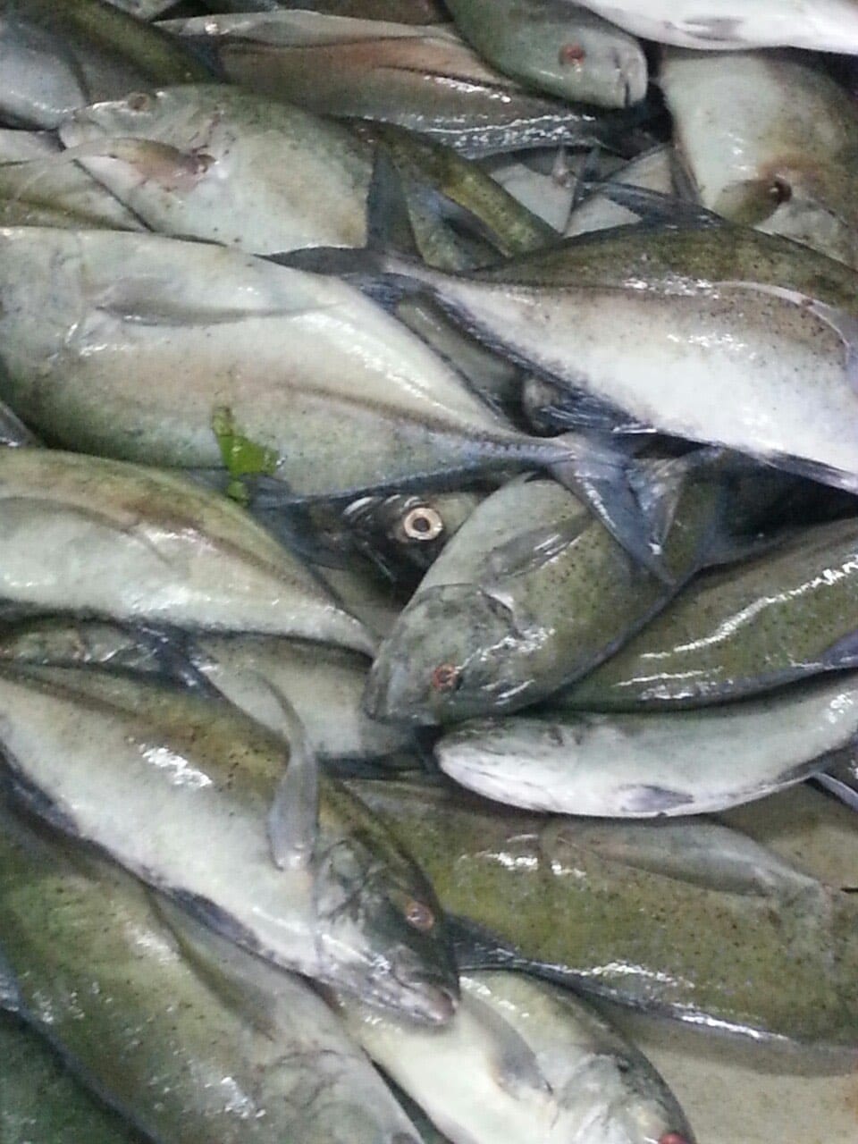Reef Fish - Whole Fish