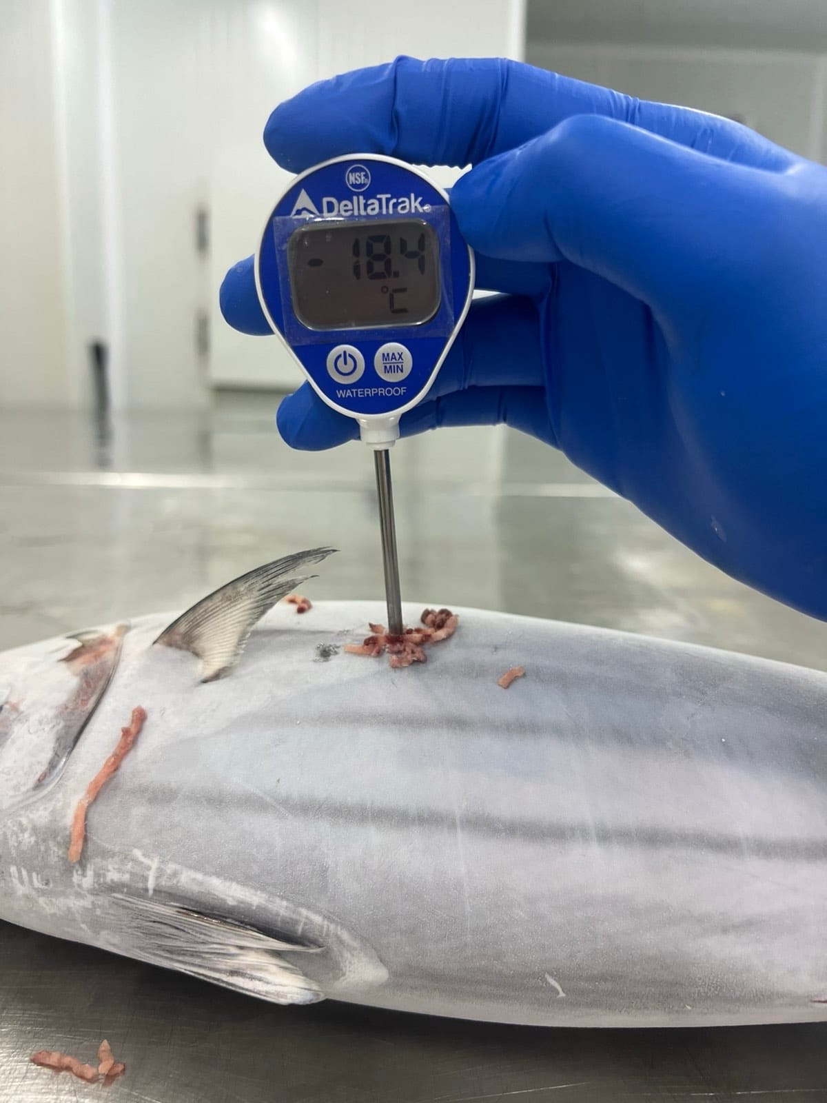 Skipjack Tuna - Frozen Whole