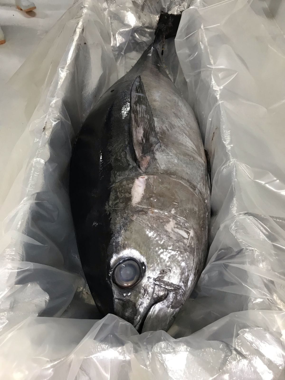 Yellowfin Tuna - G&G - Gilled & Gutted