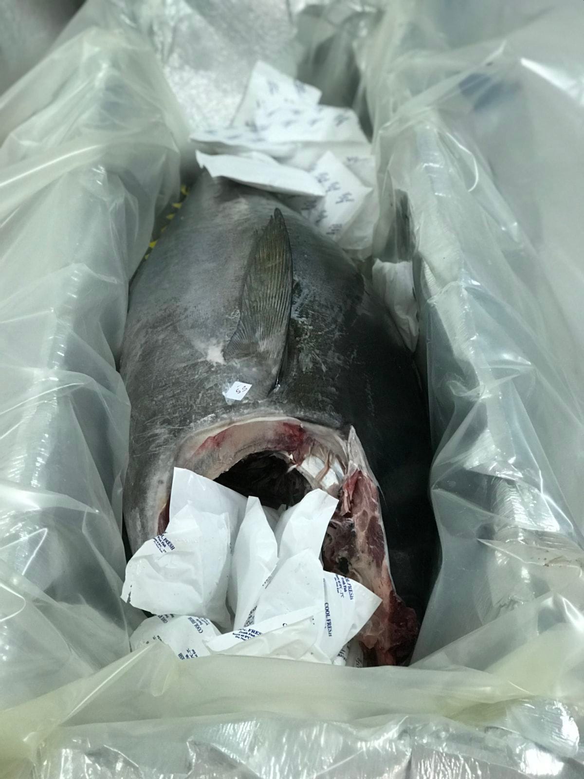 Yellowfin Tuna - H&G - Headed & Gutted
