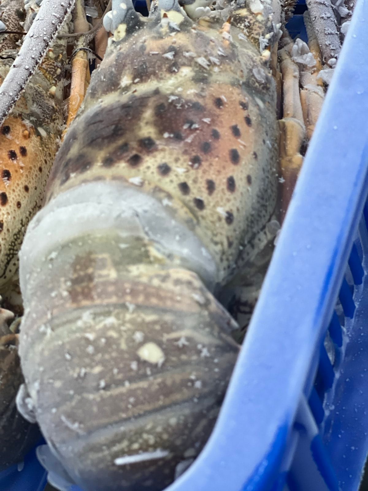 Lobster - Whole Lobster