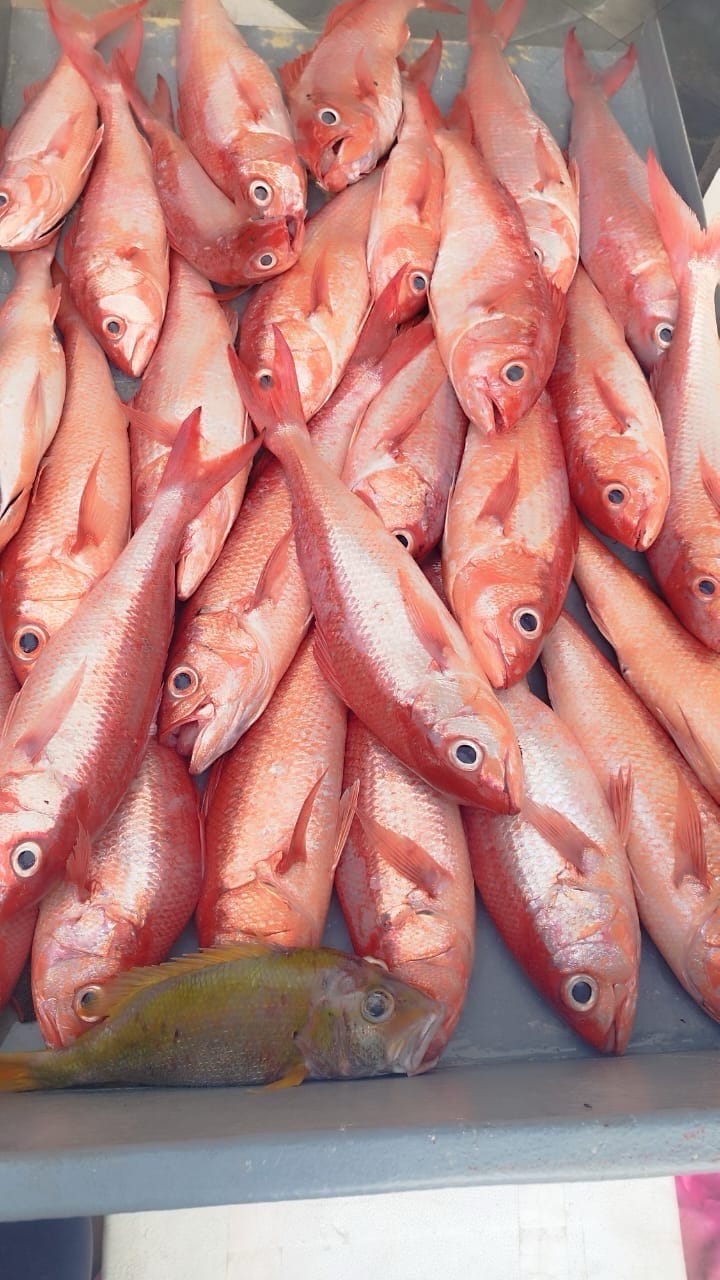 Reef Fish - Whole Fish