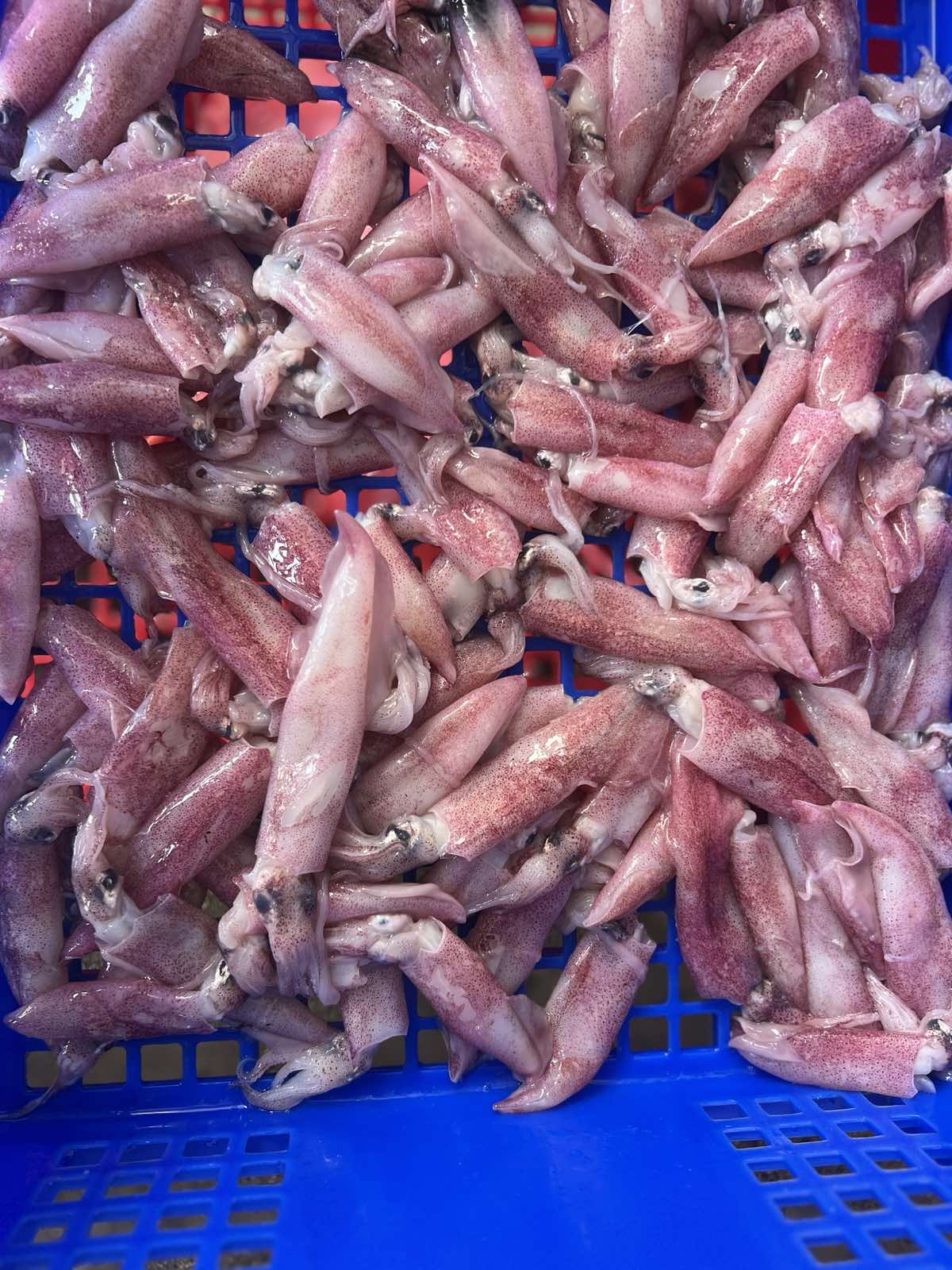 Squid - Whole Squid